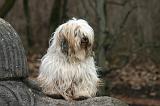 TERRIER DU TIBET 411